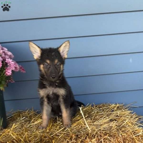 Kyle, German Shepherd Puppy